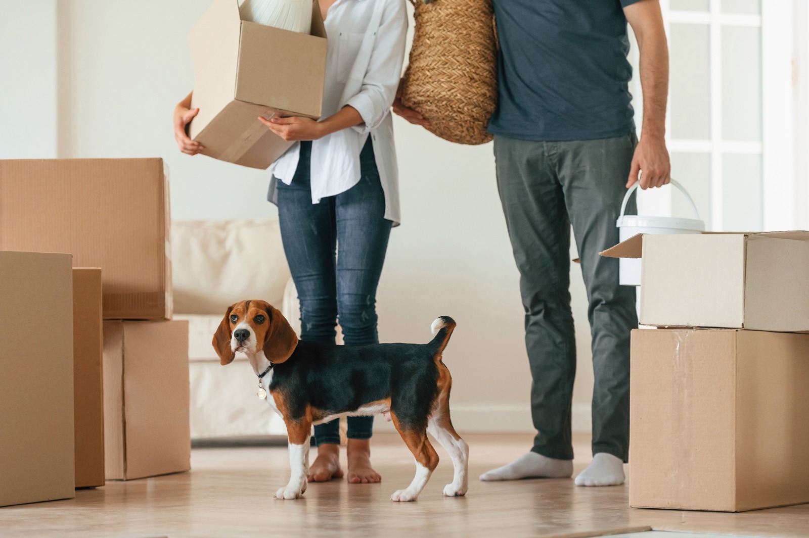 Pet relocation services in Oman